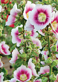 Alcea rosea Halo 'Blush'